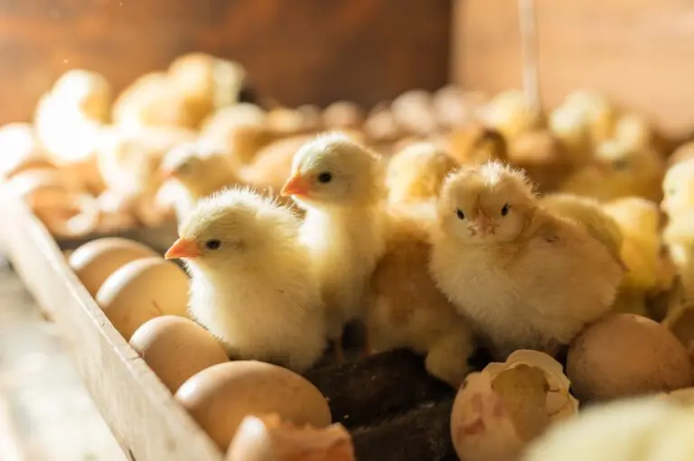 We’ve talked a lot about purpose, and while it should be at the very heart of your organisation, it’s been long debated what should come first - a clear purpose or the ‘right people’? It’s ‘the chicken or the egg?’ equivalent for business.