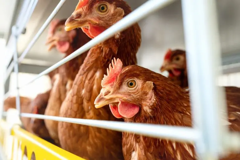 Chancellor Rachel Reeves rules out lowering UK food and vehicle import standards, including chlorinated chicken and hormone-treated beef, ahead of US trade negotiations in Washington.