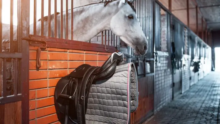 In the competitive world of equine supplements, Equell Nutrition Limited stands out for its commitment to quality, science, and putting horses and their owners first.