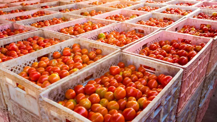 UK businesses spent as much as £65 million last year on licences to export food and agricultural products to the EU – costs the government has pledged to eliminate within the next 18 months.