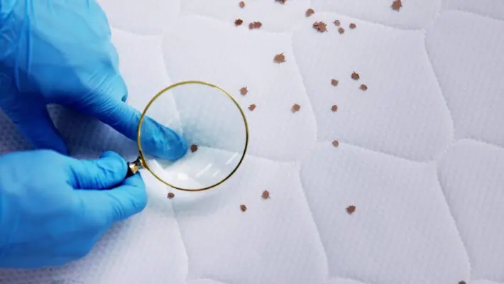 London’s business community is facing a new and costly challenge. A recent surge in bed bug infestations has created significant headaches for landlords, property managers and small business owners across the capital.