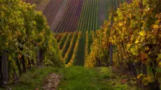 Britain’s biggest winemaker uncorks a record-breaking year as chief executive James Pennefather sticks to his audacious target of capturing 1 per cent of the global champagne market by 2035.