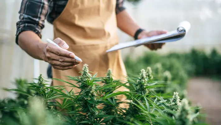 Few industries appear from nothing and reach billions in annual sales within a few years. Canada's legal cannabis sector is one of them, built from a standing start after recreational use was legalised in 2018.