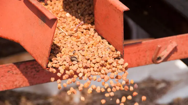 Princes has forecast the UK pea harvest at about 60 per cent yield, a second consecutive shortfall pushing Lincolnshire growers to trial chickpeas.