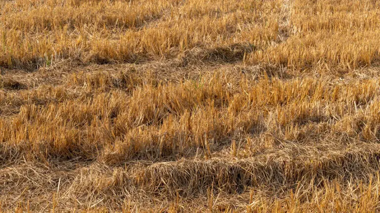 Richard Alvin argues the 2026 drought could rival 1976 and, with Reeves's tax raid and wildflower subsidies, asks who will be left to grow Britain's food.