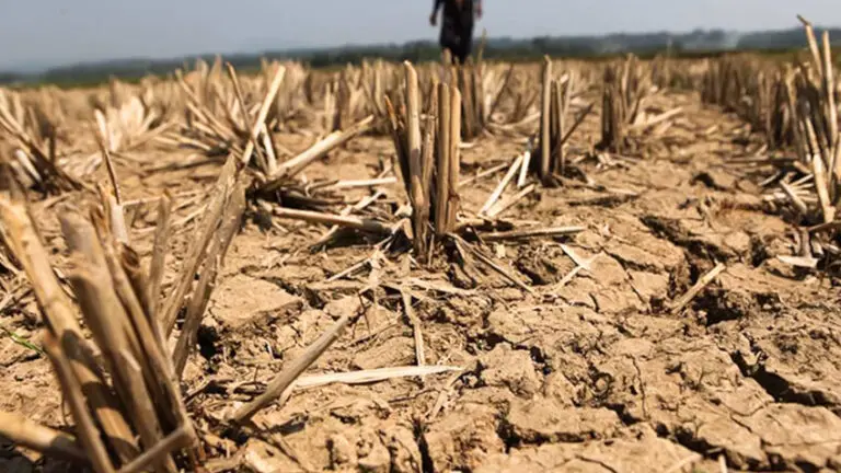 NatWest is making loan repayment holidays, interest rate reductions and temporary emergency lending with no arrangement fees available to farming customers, as drought conditions across large parts of the UK cut crop yields and put pressure on farm cashflow.