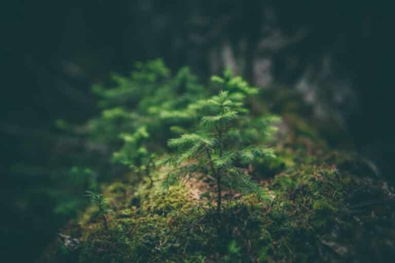 trees