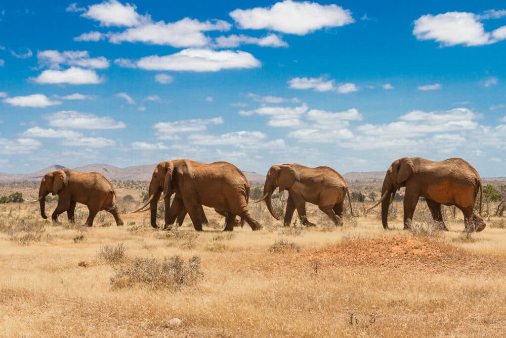 kenya safari packages from uk