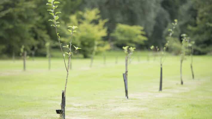 tree planting