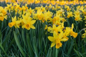 300m daffodils left to die