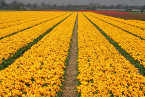 Millions of daffodil stems will be left to rot in the fields this spring, as growers face a critical labour shortage that they fear could spell the end of the entire industry.