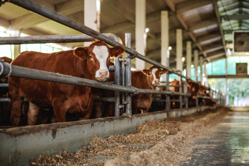 Mexican beef could hit UK supermarket shelves as the farming minister confirmed that the high-carbon meat could be imported under a new trade deal.