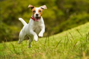Why Do Dogs Get the Zoomies: The Science Behind Their Erratic Behavior