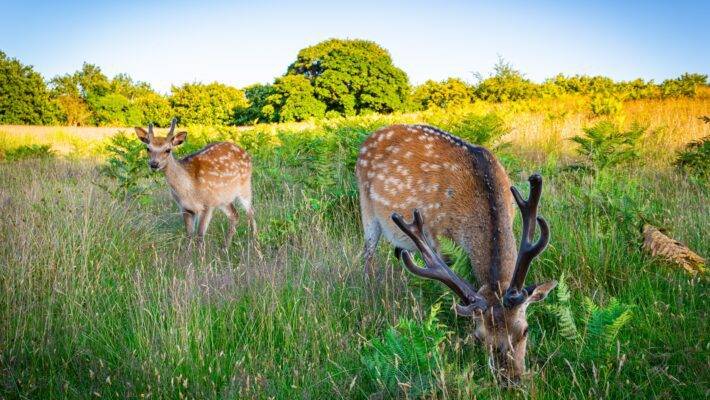 The World Wide Fund for Nature estimates there has been a 69% average loss in the abundance of mammal, bird, reptile, fish and amphibian species since 1970, and more than a quarter of all species are under current threat of extinction.