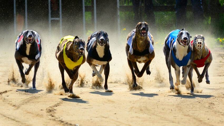 Sports Information Services (SIS) has delivered a major boost to the greyhound industry in the United Kingdom and Ireland with the release of its revamped schedule for 2024.