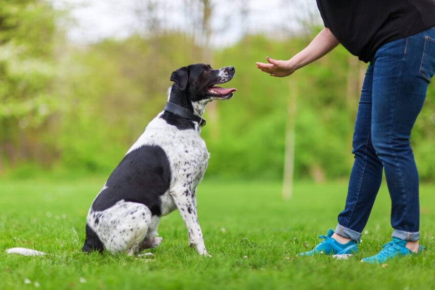 The Importance of Routine: How Consistency Can Alleviate Separation Anxiety in Dogs thumbnail