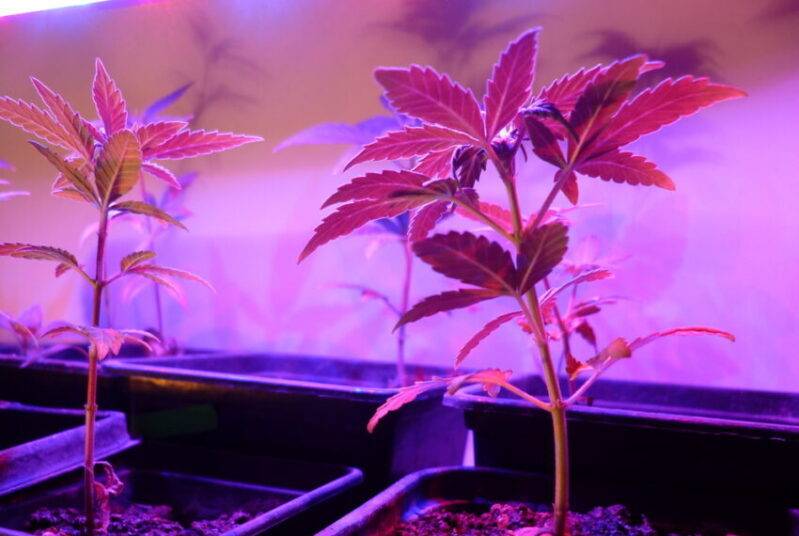 How To Grow Cannabis: A Beginner's Guide To Cultivating High-Quality Plants