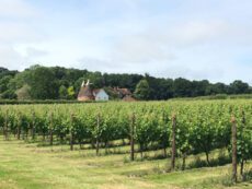 The English wine industry is experiencing a remarkable transformation, driven by increased investment, expanding vineyards, and a growing list of international awards.