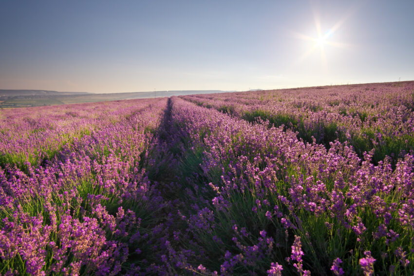 Dr. Henry Cabrera Offers Tranquil Escapes and Sensational Experiences at Lavender Waves Farm