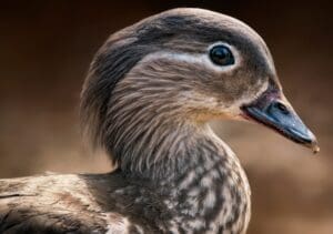 Unleash the hidden world of bird beaks, from filter feeders to fish pluckers, a key to understanding their behavior and ecology.  