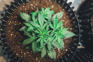 The home-growing cannabis industry has experienced a seismic shift in recent years, driven by the rise of autoflowering cannabis strains.