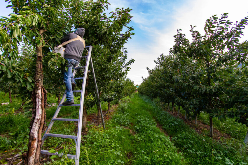 UK extends seasonal farm worker scheme for five years as inheritance tax row rumbles on